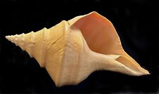 Giant Australian Trumpet Syrinx Aruannus Conch Shell 20 ¼” for sale  Shipping to South Africa