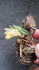Dendrobium bellatulum usato  Spedire a Italy