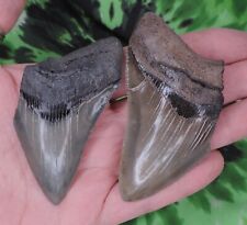 Megalodon sharks teeth for sale  Bloomsburg