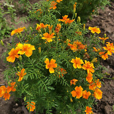 Tagetes luna range gebraucht kaufen  Bayreuth