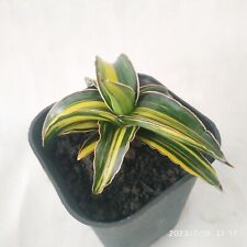 Used, Sansevieria Dark Green Clone Variegated FREE shipping & Phyto for sale  Shipping to South Africa