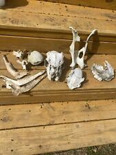 Animal bone set for sale  South Williamson