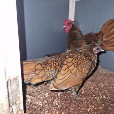 Gold sebright hatching for sale  REDRUTH