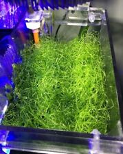 Alga chaetomorpha refugium usato  Rubiera