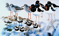 .oyster catchers. redshanks. for sale  NELSON