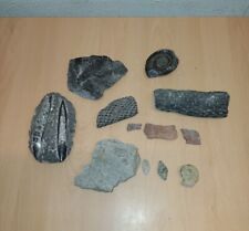 Small collection fossils for sale  NOTTINGHAM