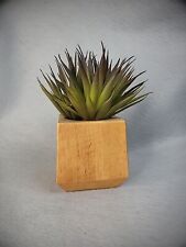 modern succulent arrangement for sale  Mooresville