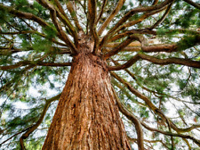 Mammutbaum samen redwood gebraucht kaufen  Münchenbernsdorf
