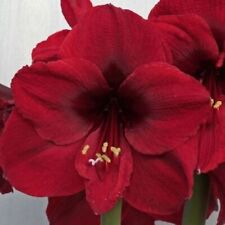 Amaryllis benfica. rich for sale  UK