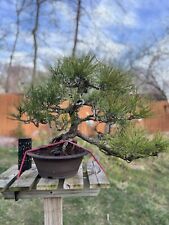 bonsai pine tree for sale  Silver Spring