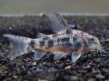 Peppered corydoras peaceful for sale  UK