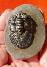 Trilobite dévonien maroc d'occasion  Cuxac-d'Aude