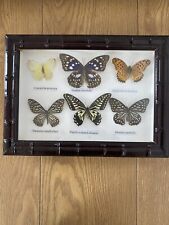 Boxed taxidermy display for sale  LONDON