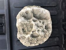 Rare fossil moon for sale  Chittenango