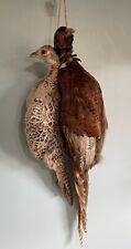 taxidermy pheasant for sale  DERBY