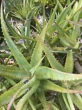 Aloe vera plant for sale  Lompoc
