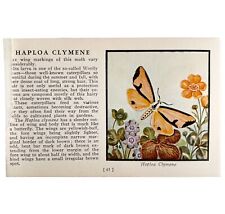 Haploa clymene moth for sale  Cambridge
