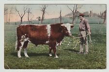 1905 postcard shorthorn for sale  SUTTON-IN-ASHFIELD