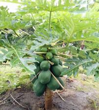 Live papaya plant for sale  Naples