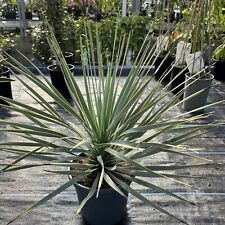 Yucca thompsoniana 20cm for sale  HELSTON