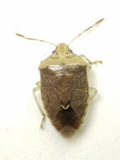 Stink Bug: Banasa calva (Pentatomidae) USA Hemiptera, used for sale  Shipping to South Africa