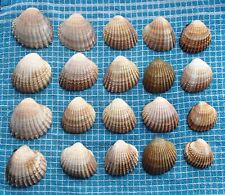 Least cockle shells for sale  PAIGNTON