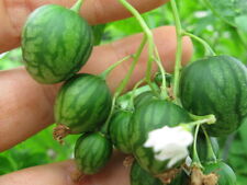 Usado, Tzimbalo - Solanum caripense - Wild Pepino Lloron 10+ semillas - Seeds So 040 segunda mano  Embacar hacia Mexico