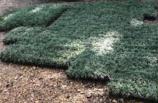Dwarf mondo grass for sale  Arlington