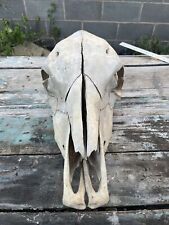 Real cow skull for sale  San Angelo