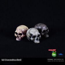 3pcs coomodel skeleton for sale  Shipping to Ireland