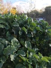 Kale cottagers hardy for sale  GRIMSBY