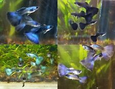 black moscow guppy pair for sale  Lincoln