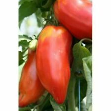 Andina cornue tomato d'occasion  Expédié en France