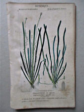 Vintage Print, VALLISNERIA c1810, Botanical, TURPIN for sale  Shipping to South Africa