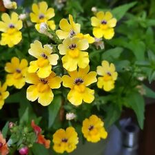 Nemesia plug plants for sale  LONDON