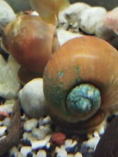 apple snail for sale  AIRDRIE