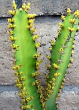 cactus euphorbia usato  Lecce