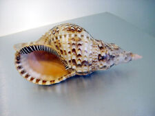 Trumpet conch horn for sale  STOCKPORT