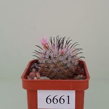 Mammillaria perezdelarosae /6661/ D18mm,own root for sale  Shipping to South Africa