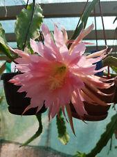 Epiphyllum leaf cacti for sale  Shipping to Ireland