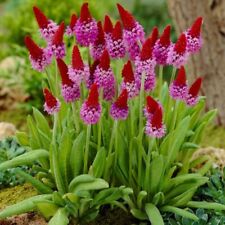 Primula vialii plug for sale  LONDON