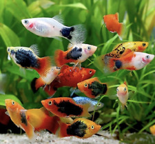 Platies assorted colours for sale  LONDON