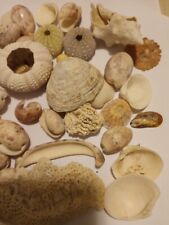 decorative shells for sale  USA