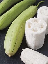 Usado, Abobrinha Luffa 12 sementes comprar usado  Enviando para Brazil