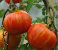 Tomato tigerella rich for sale  THORNTON HEATH