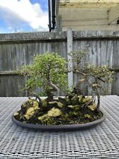 Chinese elm bonsai for sale  GRAVESEND