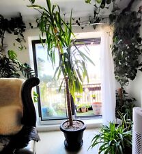 Stems 7ft mature for sale  LONDON