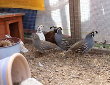 californian quail for sale  LEE-ON-THE-SOLENT