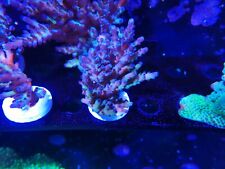 Rainbow acropora corals for sale  CLACTON-ON-SEA