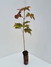 Varieties acer maple for sale  BURTON-ON-TRENT